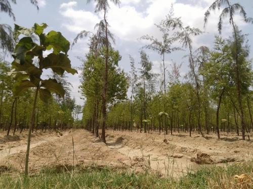 Agroforestry-2-min