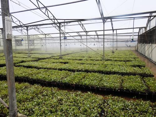 Clonal-Nursery-1-min