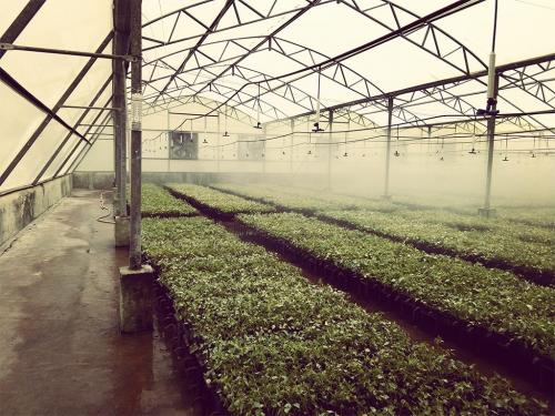 Clonal-Nursery-3-min