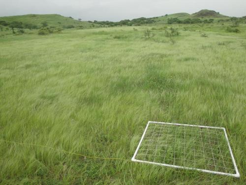 Ecological-Field-Work-6