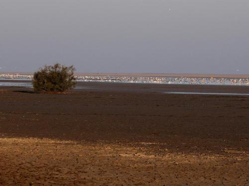 LRK-Wetland-Birds-1-min