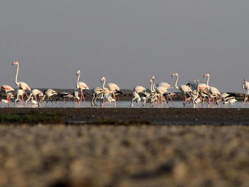 LRK-Wetland-Birds-2-min