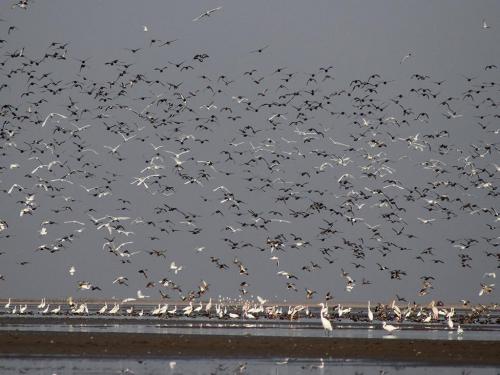 LRK-Wetland-Birds-3-min