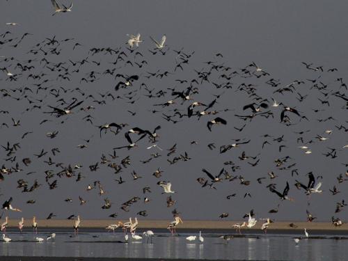 LRK-Wetland-Birds-4-min