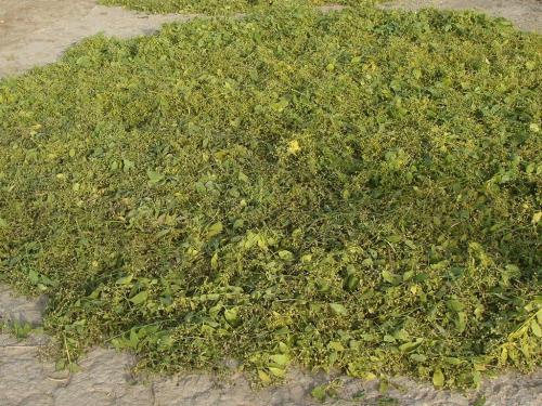 Salavadora-seed-collection