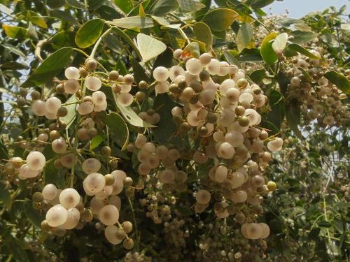 Salvadora-flowering