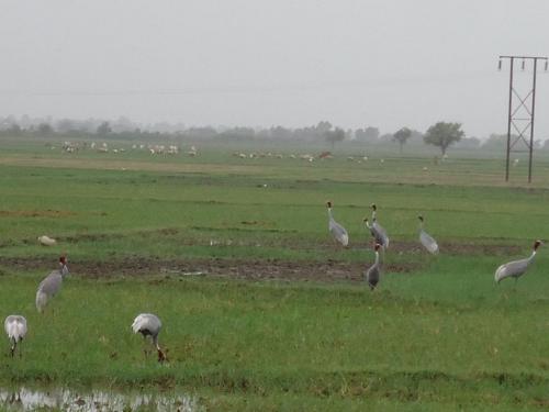 Sarus-Crane-2