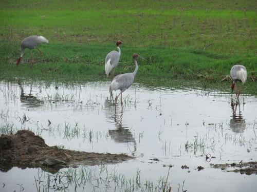 Sarus-Cranes-Kheda
